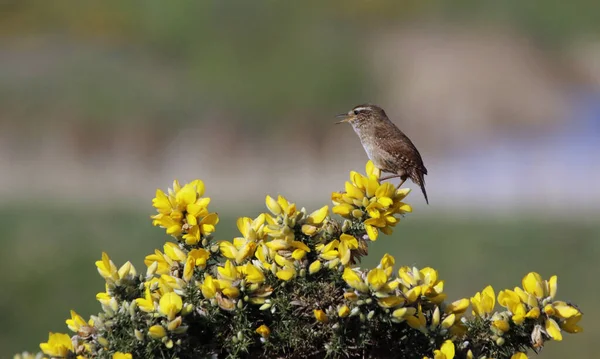 Wren Cantando Arbusto Gorse Luz Sol Primavera — Fotografia de Stock