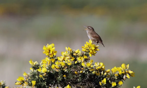 Bahar güneşinde çalıların arasından şarkı söyleyen Wren