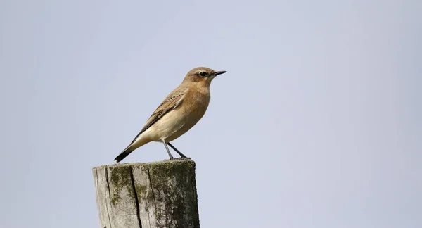 Kuzey Wheatear bozkıra tünemişti.