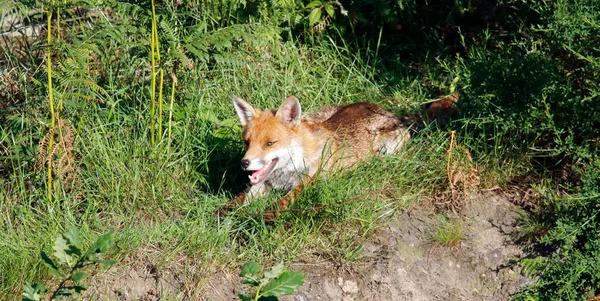 Renard Femelle Relaxant Soleil — Photo