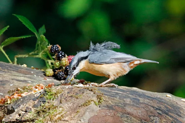 Nuthatch Coleta Sementes Nozes Bagas — Fotografia de Stock