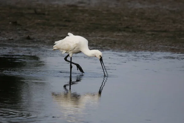 Spoonbill Pesca Preening Nas Águas Rasas Lago — Fotografia de Stock