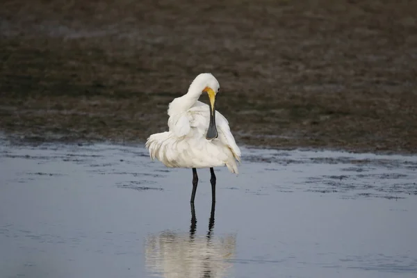 Spoonbill Pesca Preening Nas Águas Rasas Lago — Fotografia de Stock