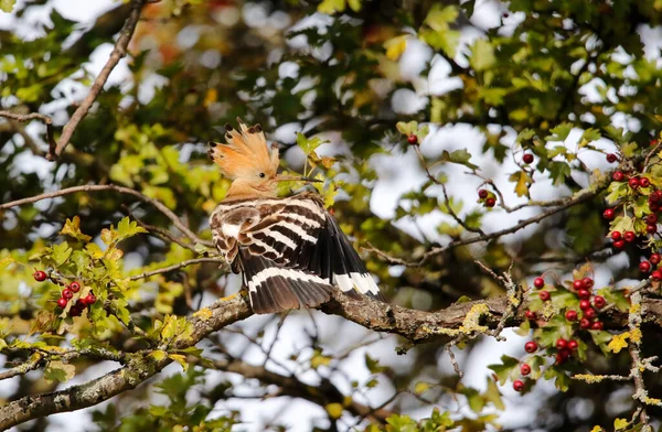 Eurasiatisk Hoopoe Preening Ett Träd Yorkshire Storbritannien Sällsynt Besökare — Stockfoto