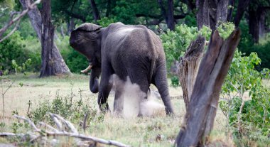 Okavango delta Botswana 'daki filler.