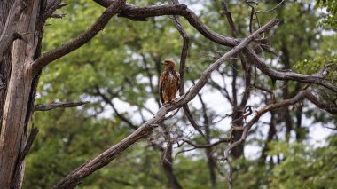 Okavango deltasındaki Tawny Eagle.