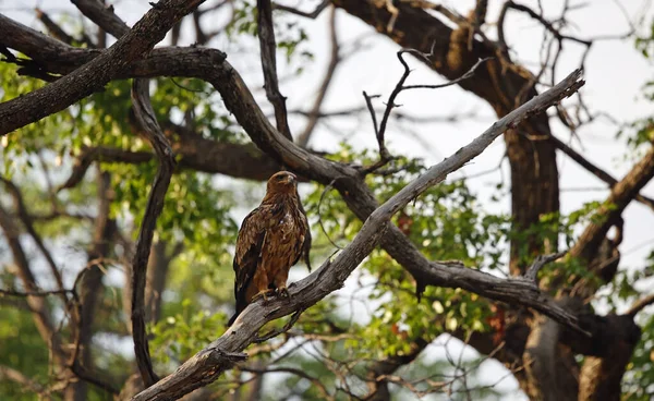 Okavango deltasındaki Tawny Eagle.