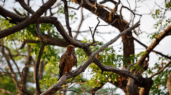 Okavango deltasındaki Tawny Eagle.