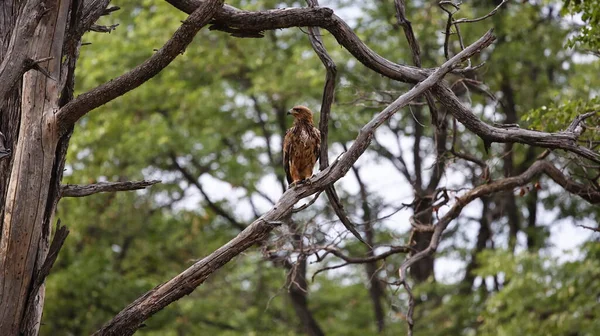 Okavango deltasındaki Tawny Eagle.