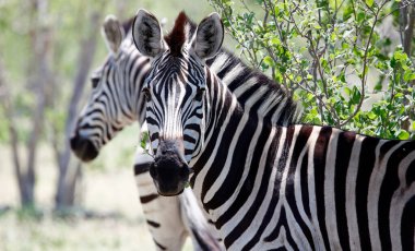 Zebra Okavango delta Botswana 'da