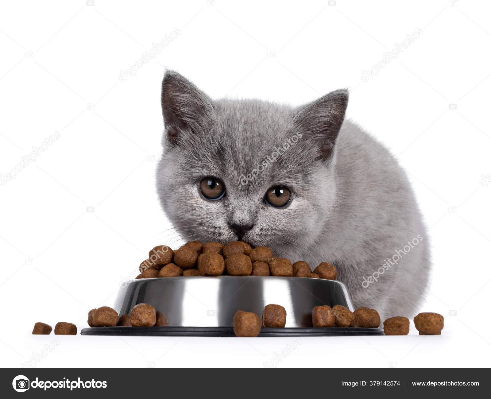 british shorthair dry food