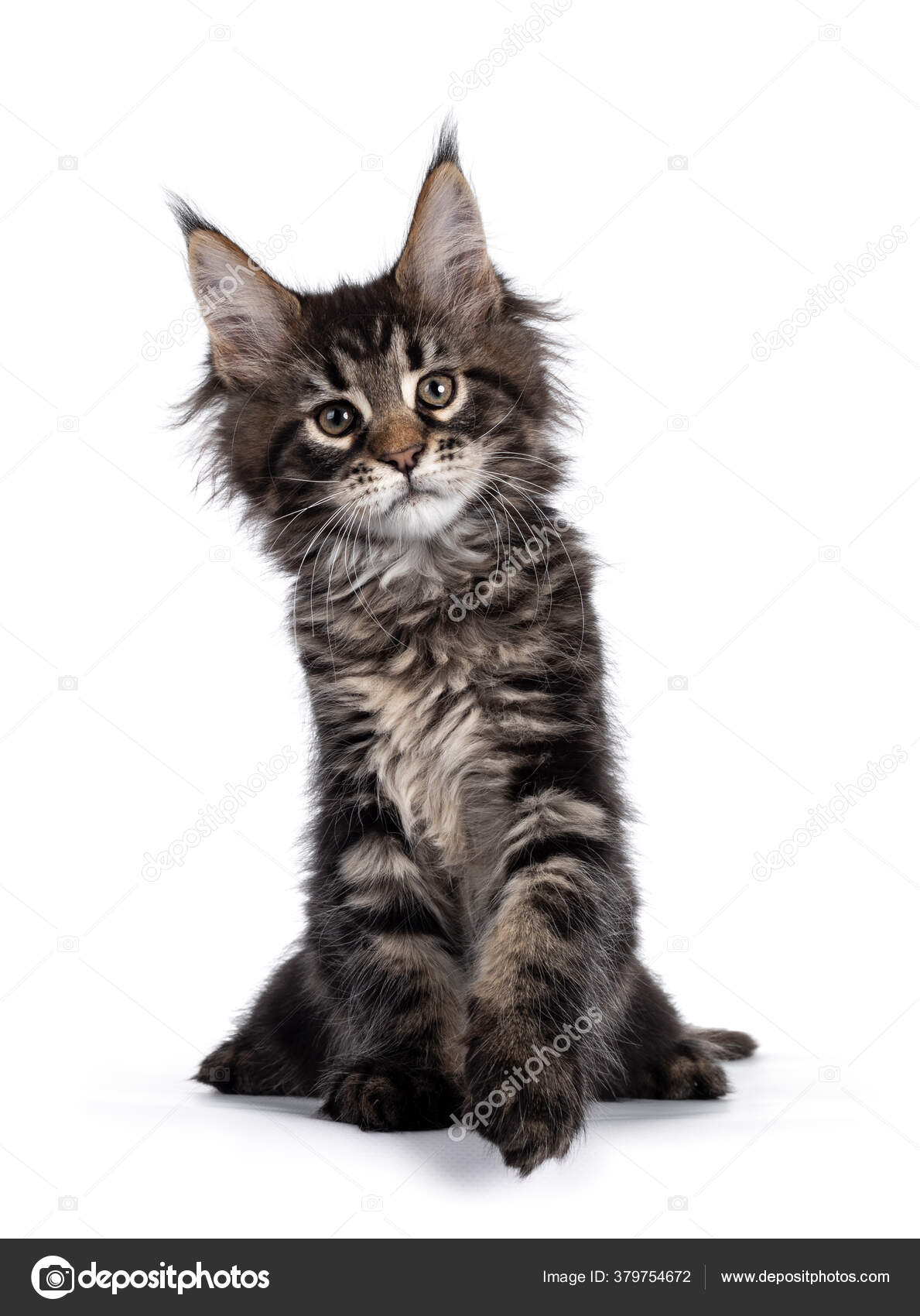 Maine Coon Tabby Kitten