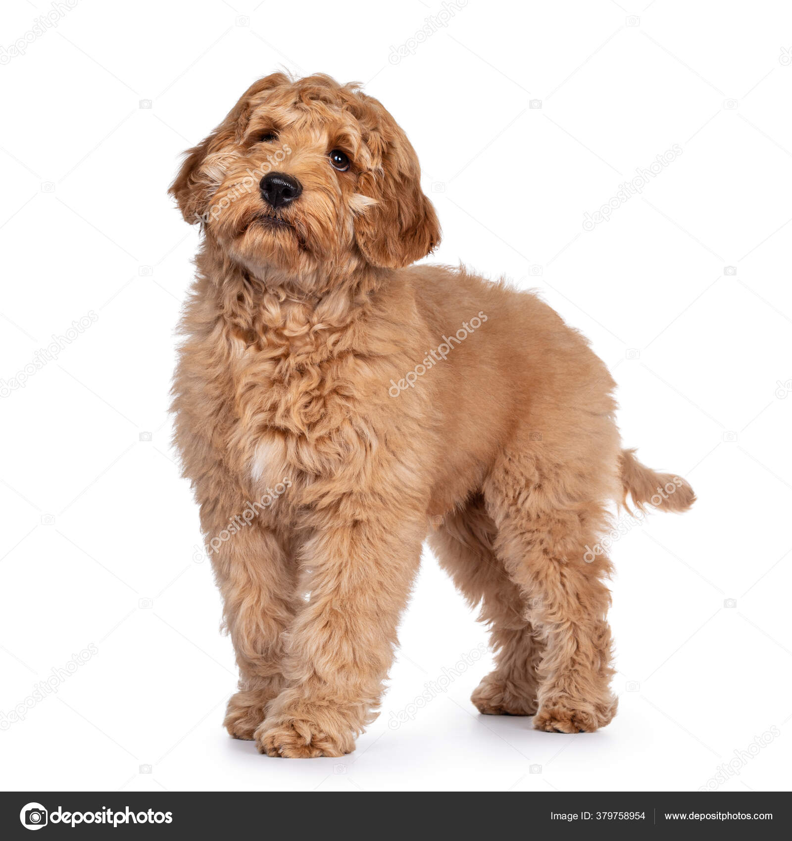 Cute Months Young Labradoodle Pup Standing Side Ways Looking