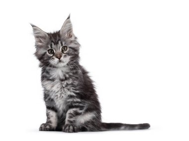 Etkileyici gümüş tekir kedicik Maine Rakun, yan yana oturuyor. Objektife tutumla bakıyorum. Beyaz arkaplanda izole.