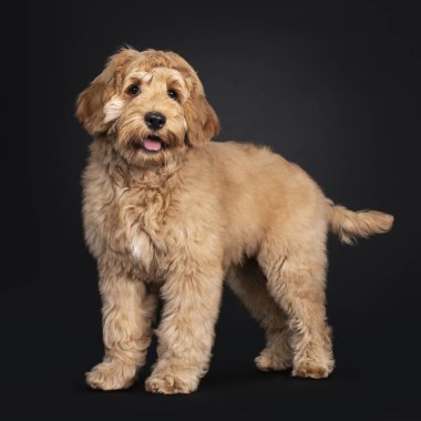 Tatlı Labradoodle yavrusu, yan yana duruyor. Kameraya doğru sarkık gözlerle bakıyor. Siyah arka planda izole edilmiş. Ağzını aç ve dilini çıkar..