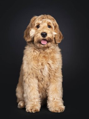Önde oturan sevimli Labradoodle yavrusu. Kameraya doğru sarkık gözlerle bakıyor. Siyah arkaplanda izole.