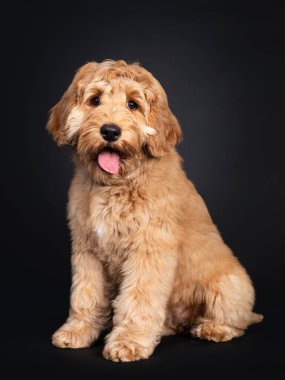 Tatlı Labradoodle yavrusu, yan yana oturuyor. Kameraya doğru sarkık gözlerle bakıyor. Siyah arka planda izole edilmiş. Ağzını aç ve dilini çıkar..