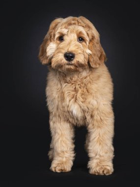 Önünde duran sevimli Labradoodle yavrusu. Kameraya doğru sarkık gözlerle bakıyor. Siyah arkaplanda izole.