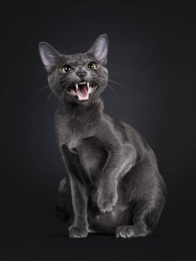 Beautiful female Korat cat, sitting side ways. Hissing and showing teeth at camera with yellow / green eyes. Isolated on black background. clipart