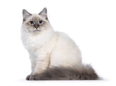 Şirin genç Neva maskeli kedi yavrusu, yan oturup mavi gözleriyle kameraya bakıyor. Beyaz arka planda izole edilmiş. Vücudun etrafında uzun kuyruk.