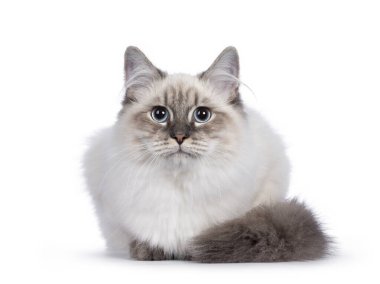 Şirin genç Neva Maskeli Kedi yavrusu, yüzüstü yere yatıyordu. Mavi gözlü kameraya doğru bakıyor. Beyaz arkaplanda izole.