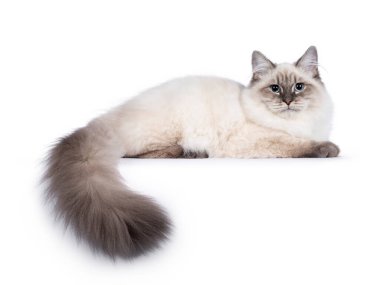 Şirin genç Neva Maskeli Kedi yavrusu, yan yatıyordu. Mavi gözlü ve kenardan sarkan tırnağı olan kameraya bakıyorum. Beyaz arkaplanda izole.