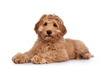 Tatlı 4 aylık genç Labradoodle yavrusu, yan yana yatıyor. Kapalı ağızla kameraya bakıyorum. Beyaz arkaplanda izole.