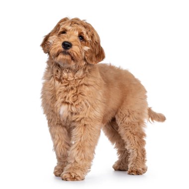 Tatlı 4 aylık genç Labradoodle yavrusu, yan yana duruyor. Ağzını kapalı tutarak kameranın üstüne bakıyorsun. Beyaz arkaplanda izole.