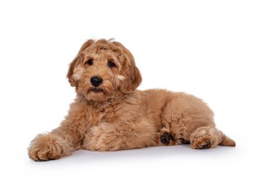 Tatlı 4 aylık genç Labradoodle yavrusu, yan yana yatıyor. Kapalı ağızla kameranın yanına bakıyorum. Beyaz arkaplanda izole.