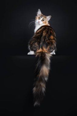 Genç yetişkin bicolor tortie Norveçli orman kedisi, gerisin geri oturuyor. Sarı gözlü kameraya doğru bakıyor. Siyah arka planda izole edilmiş. Kenardan sarkan beyaz uçlu çılgın uzun kuyruk.