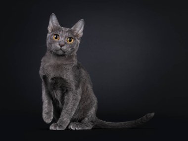 İfade veren Korat kedi yavrusu, yan yana oturuyor. Büyük turuncu gözlü kameraya bakıyorum. Bir patisi havada şakacıdır. Siyah arkaplanda izole.