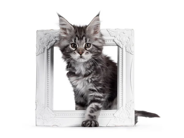 Expressive Silver Tabby Maine Coon Cat Kitten Standing White Photo — Stock Photo, Image