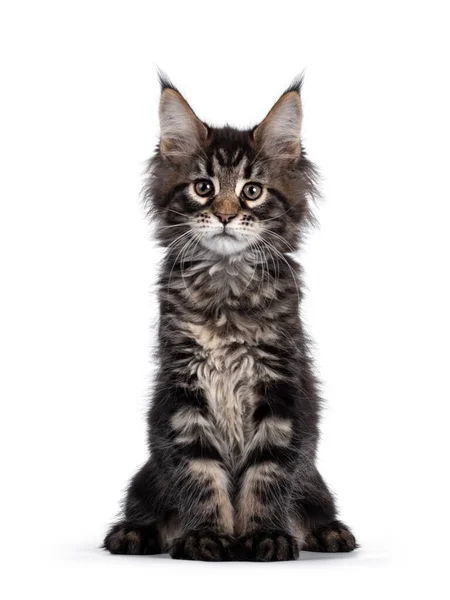 Roztomilý Klasický Černý Tabby Maine Mýval Kočka Kotě Sedí Čelem — Stock fotografie