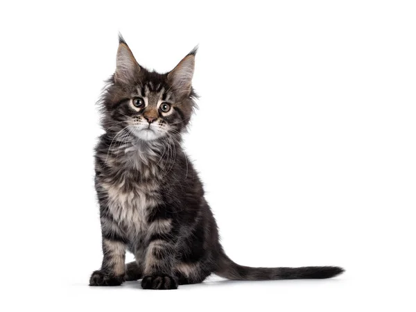 Söt Klassisk Svart Tabby Maine Coon Katt Kattunge Sitter Sida — Stockfoto