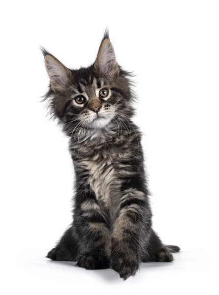 Cute Classic Black Tabby Maine Coon Kotek Siedzi Twarzą Przodu — Zdjęcie stockowe