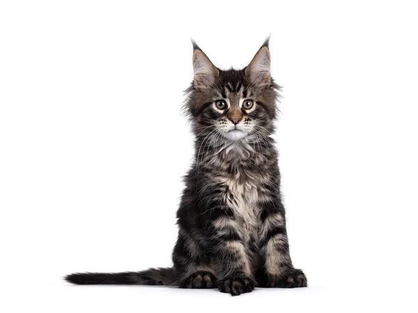 Roztomilý Klasický Černý Tabby Maine Mýval Kočka Kotě Sedí Postranní — Stock fotografie