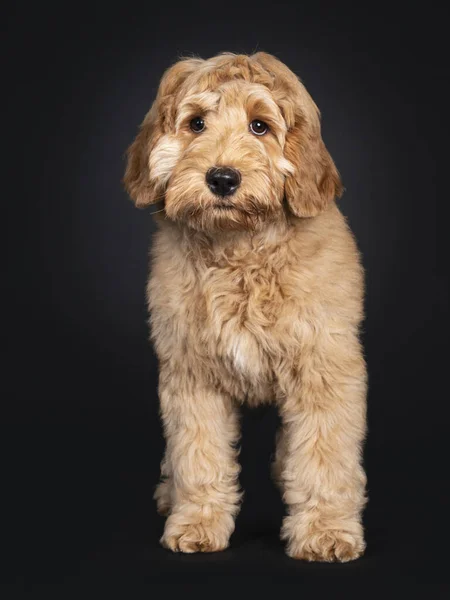 Bonito Cachorro Labradoodle Frente Para Frente Olhando Para Câmera Com — Fotografia de Stock