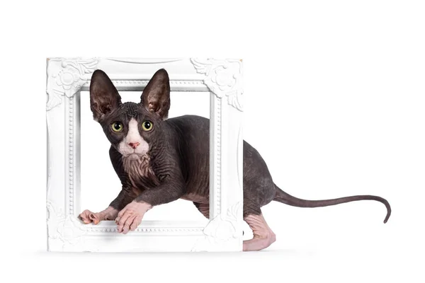 Niedliches Blaues Katzenkätzchen Mit Weißem Smoking Sphynx Das Seitlich Durch — Stockfoto