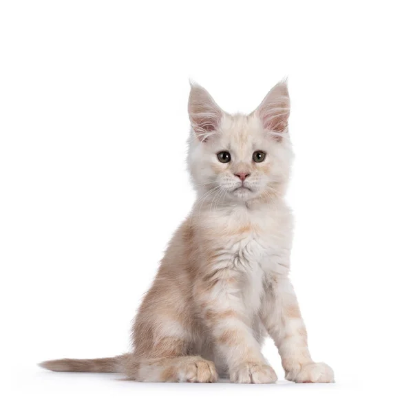 Dulce Rojo Sombreado Maine Coon Gato Gatito Siting Lado Maneras —  Fotos de Stock