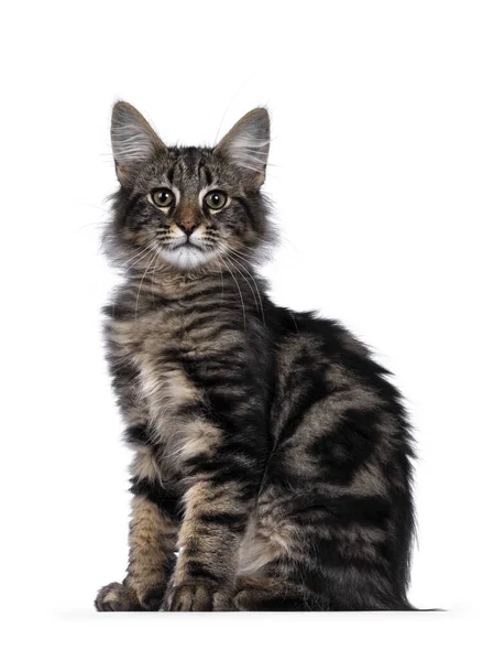 Lindo Joven Negro Tabby Blotched Norwegian Forestcat Gatito Sentado Lado — Foto de Stock