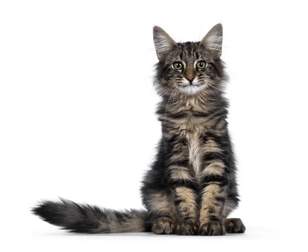 Cute Young Black Tabby Blotched Norwegian Forestcat Kitten Sitting Facing — Stock Photo, Image