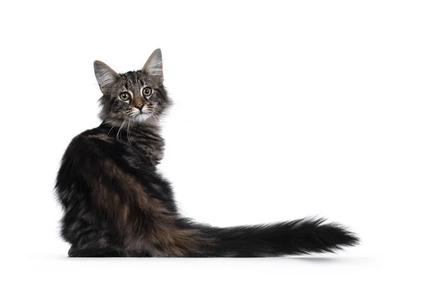 Carino Giovane Tabby Nero Coperta Norvegese Gattino Forestcat Seduto All — Foto Stock