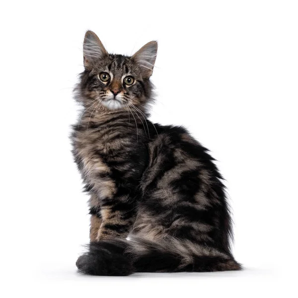 Lindo Joven Negro Tabby Blotched Norwegian Forestcat Gatito Sentado Lado —  Fotos de Stock