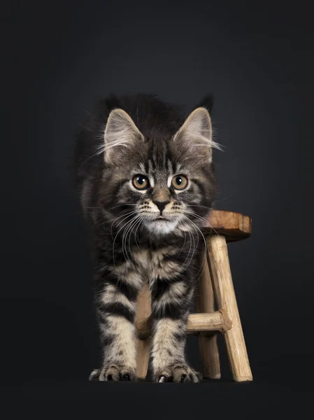 Roztomilý Klasický Černý Tabby Maine Mýval Kočka Koťátko Krok Dopředu — Stock fotografie