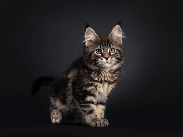 Niedliches Klassisches Schwarz Gestromtes Katzenkätzchen Von Maine Coon Das Seitlich — Stockfoto