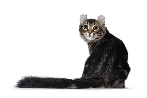 Adorable Black Tabby Blotched American Curl Cat Kitten Sitting Backwards — Stock Photo, Image