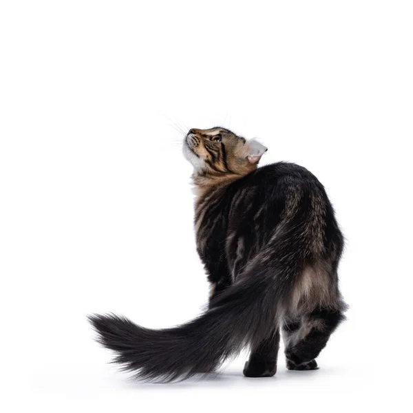 Adorável Preto Tabby Blotched American Curl Gato Gatinho Afastando Câmera — Fotografia de Stock