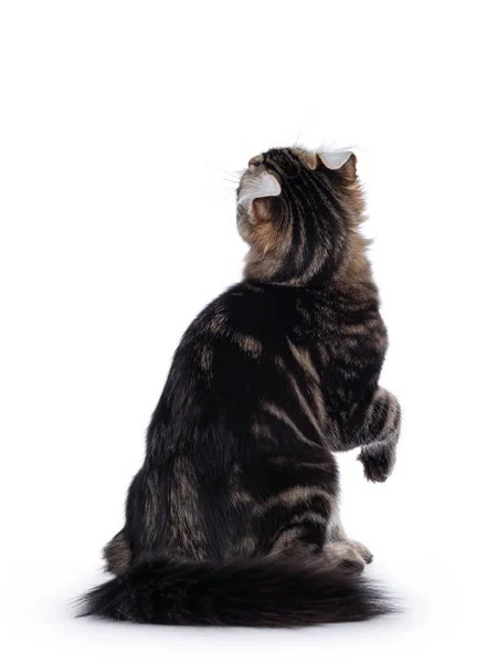 Adorável Preto Tabby Blotched American Curl Gato Gatinho Sentado Para — Fotografia de Stock