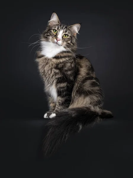 Majestueuze Jonge Volwassen Zwarte Tabby Gevlekt Noorse Boskat Zitten Zij — Stockfoto