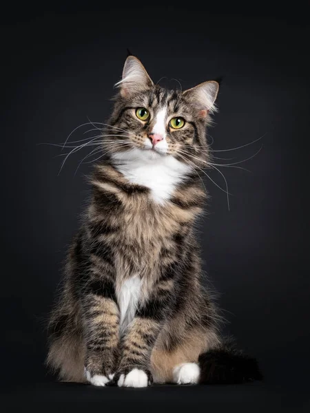 Majestic Fiatal Felnőtt Fekete Tabby Foltos Norvég Forestcat Szemben Elöl — Stock Fotó